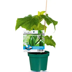 Verdelte Gurke Topf Durchmesser 12 cm^Plantiflor Online