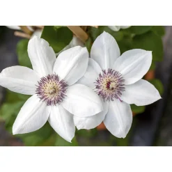 Plantiflor Waldrebe Miss Bateman Topf Durchmesser 17 cm