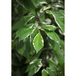 Plantiflor Weißbunter Hartriegel Elegantissima Topf Durchmesser 19 cm