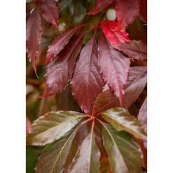 Wilder Wein Topf Durchmesser 17 cm*Plantiflor Best