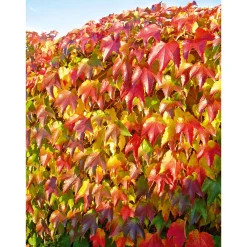 Wilder Wein Topf Durchmesser 17 cm*Plantiflor Best