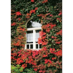 Wilder Wein Topf Durchmesser 17 cm*Plantiflor Best