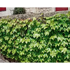 Wilder Wein Topf Durchmesser 17 cm*Plantiflor Best
