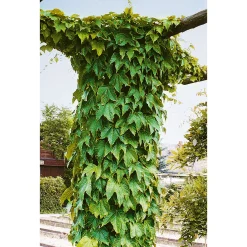 Wilder Wein Topf Durchmesser 17 cm*Plantiflor Best