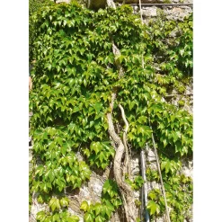 Wilder Wein Topf Durchmesser 17 cm*Plantiflor Best