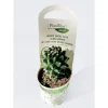 Wolfsmilch-Mix T5,5^Plantiflor Outlet
