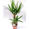 Yucca Palme 2er-Tuff 80-85 cm T17^Plantiflor Discount