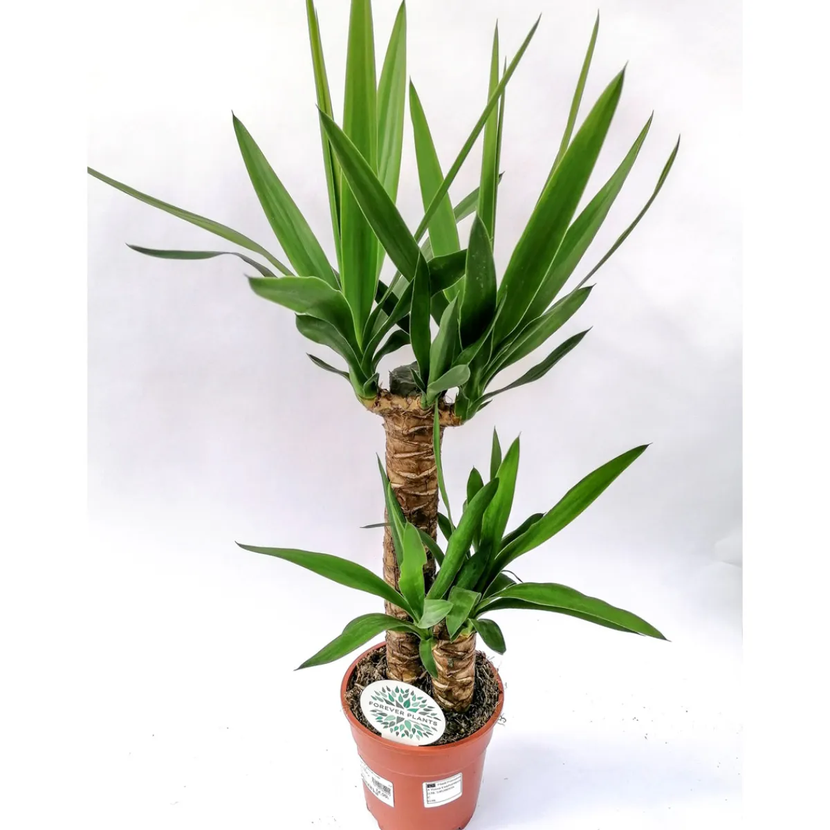Yucca Palme 2er-Tuff 80-85 cm T17^Plantiflor Discount