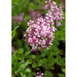 Zwerg-Duftflieder Tinkerbelle Topf Durchmesser 20 cm*Plantiflor Clearance