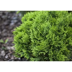 Zwergiger Kugel-Lebensbaum Danica Topf Durchmesser 17 cm^Plantiflor Discount