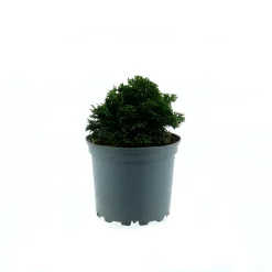 Zwerg-Muschel-Zypresse Nana Gracilis Topf Durchmesser 15 cm^Plantiflor Sale