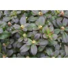 Plantiflor Zwergrhododendron Shamrock Topf Durchmesser 17 cm