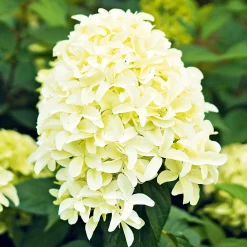 Rispenhortensie Living Creations Topf- Durchmesser 23 cm^ Online