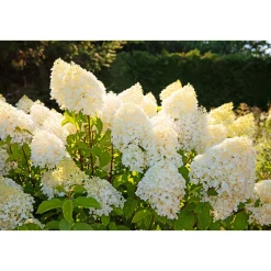 Rispenhortensie Living Creations Topf- Durchmesser 23 cm^ Online