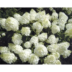 Rispenhortensie Living Creations Topf- Durchmesser 23 cm^ Online