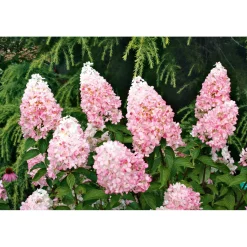 Rispenhortensie Living Creations Topf- Durchmesser 23 cm^ Online