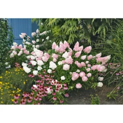 Rispenhortensie Living Creations Topf- Durchmesser 23 cm^ Online