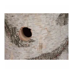 Nistkasten Birke 32 mm*Siena Garden Discount