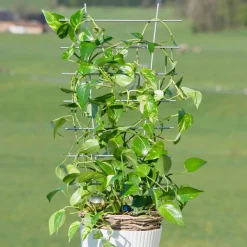 Blumenstütze 77x34 cm metall*Windhager Online