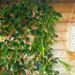 Windhager Holz-Spalier 60x180 cm