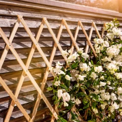 Windhager Holz-Spalier 120x180 cm