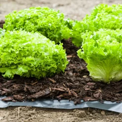 Unkrautfolie Anti Weed 0,9x5 m^Windhager Online