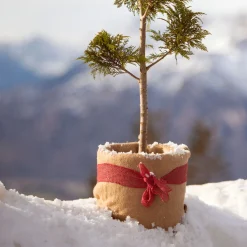 Winterschutz-Vliesmatte 150 x 38 cm^ Online