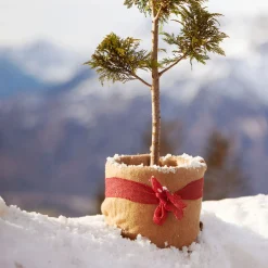 Winterschutz-Vliesmatte 150 x 38 cm^ Online