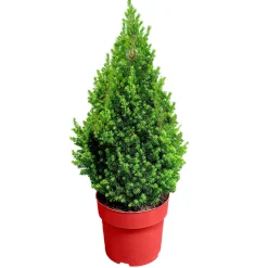 Zuckerhutfichte Topf-Ø 21 cm Höhe 70-80 cm